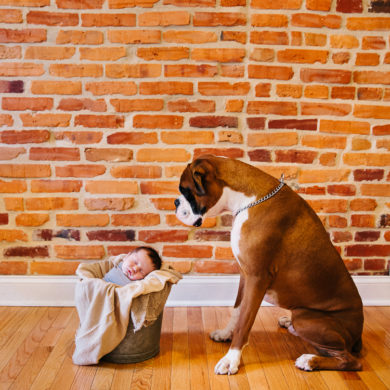 newborn baby boy in a bucket being watched over by boxer dog